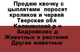 Продаю квочку с цыплятами, поросят, кроликов и червей - Тверская обл., Калининский р-н, Андрейково д. Животные и растения » Другие животные   